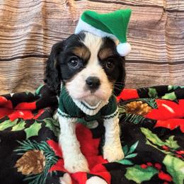 Cavalier King Charles Spaniel Puppies from Krawczyk's House of Cavaliers