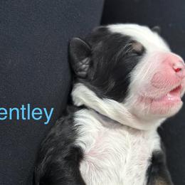Bentley - Tri-color male Bernedoodle puppy in El Campo, Texas from Little Fur Friends Bernedoodles