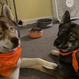 Siberian Huskies from Maine Coast Huskies