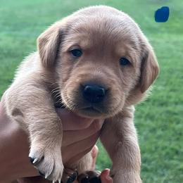 Blue collar male - Yellow male Labrador Retriever puppy in Stokesdale, North Carolina from Belews Creek Gundogs