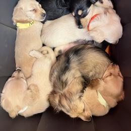 Dachshund puppies from Appalachian Dachshunds