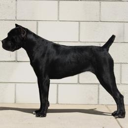 Cane Corso puppies from Valentina Cane Corso