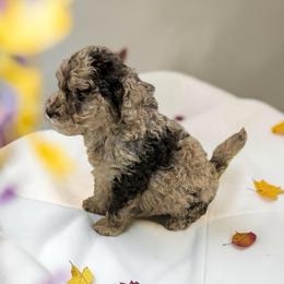 Serene's brown male - Brown male Poodle puppy in Emmaus, Pennsylvania from KC Poodles of PA