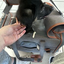 German Shepherd Puppies from Devon Rugerio's German Shepherds