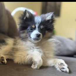 Buffy - Pomeranian
