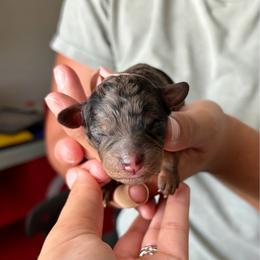 Merica - Blue merle female Bernedoodle puppy in Jacksonville, Florida from Autumn's Aussies