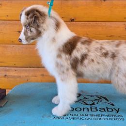 Breeze - Miniature American Shepherd