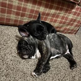 French Bulldog Puppies from Fair Towne Frenchies