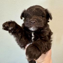 Miniature Schnauzer Puppies from Fancy Farms + Pups