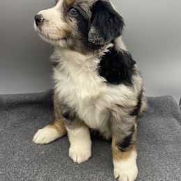 Miniature Australian Shepherd and Toy Australian Shepherd Puppies from Rye Hill Aussies