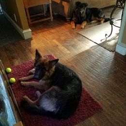 German Shepherd All Grown Up from Cheryl Fedak's German Shepherds