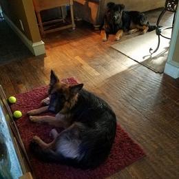 German Shepherd All Grown Up from Cheryl Fedak's German Shepherds