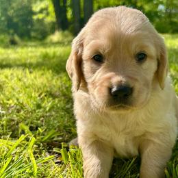 Breeze - Golden male Golden Retriever puppy in Doniphan, Missouri from Stockford’s Golden Retrievers
