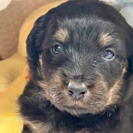 Flowers - Phantom female Poodle puppy in Lakeland, Florida from Gulfside Poodles
