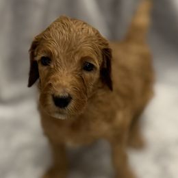 ROXIE - Red  female Goldendoodle puppy in Maricopa, Arizona from AZ Designer Goldendoodles