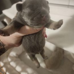 French Bulldog and Rottweiler Puppies from Riggs Blue Collar Rottweilers Von Haus Duxi