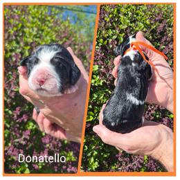 Donatelo - Black white and tan male English Springer Spaniel puppy in Freeland, Michigan from McNally's Springer Spaniels