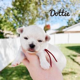 Dottie - White female Maltese puppy in Morehead, Kentucky from Paw Perfect Pets