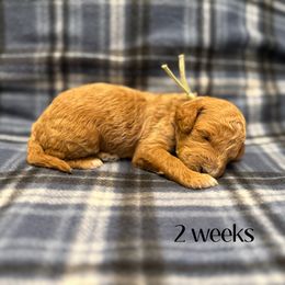 Teal - Apricot female Goldendoodle puppy in Fayetteville, Arkansas from Mountain Grove Doodles
