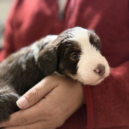 Amber - Brown female Bernedoodle puppy in Warrensburg, Missouri from Dreamer Ridge Puppies