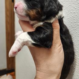 Stormy - Tri-color female Bernedoodle puppy in Cape Fair, Missouri from Flat Creek Bernedoodles
