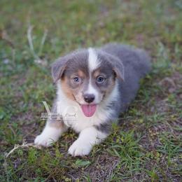 Fleur (Bluie F) - Blue female Pembroke Welsh Corgi puppy in Straughn, Alabama from Magnolia Creek Corgis