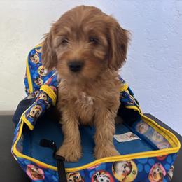 Carrot Top - black collar - Red  male Goldendoodle puppy in Chino Valley, Arizona from Bass Creek Doodles