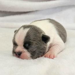 Boston Terrier Puppies from White Valley Boston Terriers