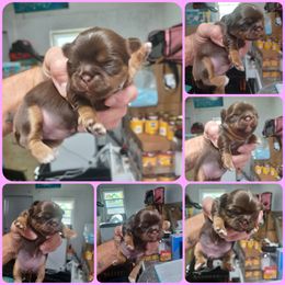 Girl 1 - Chocolate and tan female Shih Tzu puppy in Houston, Texas from Shih Tzu Houston