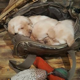 Labrador Retriever Puppies from Lost River Labradors