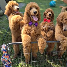 Poodle puppies from Bayview Poodles