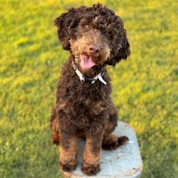 Skyy - Goldendoodle