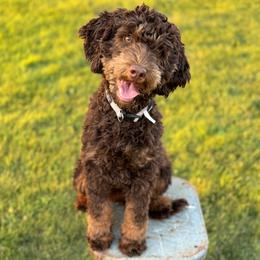 Skyy - Goldendoodle