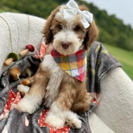 Lemon - Brown and white female Sheepadoodle puppy in Argillite, Kentucky from DeAnna’s Doodles