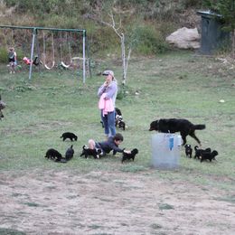 Bernedoodle and Bernese Mountain Dog Puppies from Basin Berners