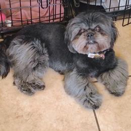 Onyx - Black female Shih Tzu puppy in Memphis, Tennessee from Thorntons Fur Crew