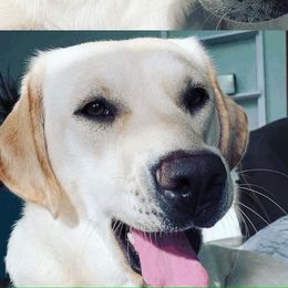 Bella - Labrador Retriever