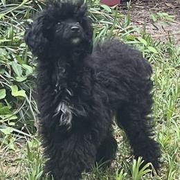 Hot Pink - Black female Poodle puppy in Macon, Georgia from Mystic Mini Poodles