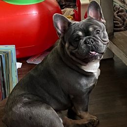 Finn - French Bulldog