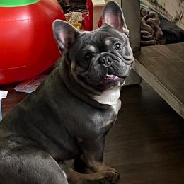 Finn - French Bulldog