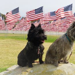 Cairn Terriers from Daphne Green's Cairn Terriers