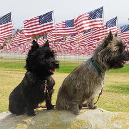 Cairn Terriers from Daphne Green's Cairn Terriers