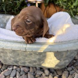 Salsa - Chocolate and tan male Dachshund puppy in Olathe, Colorado from Rocking LJ Breeding