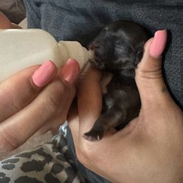Boy (tiny) - Chocolate and white Chihuahua puppy in Millville, New Jersey from M’s Chihuahuas