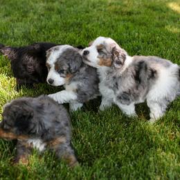 Bernedoodle Puppies from Little Diamond Doodles