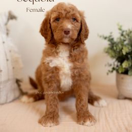 Sequoia - Red  female Goldendoodle puppy in Lusby, Maryland from C&C Goldendoodles