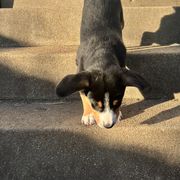 Entlebucher Mountain Dog Puppies from Ironclad