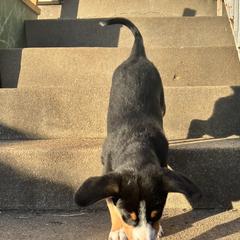 Entlebucher Mountain Dog Puppies from Ironclad