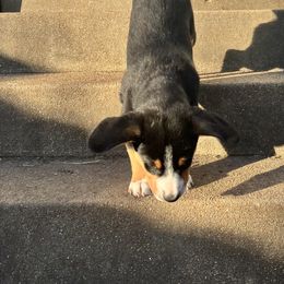 Entlebucher Mountain Dog Puppies from Ironclad