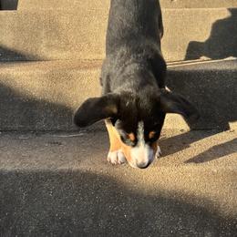 Entlebucher Mountain Dog Puppies from Ironclad